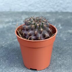 суккулент копиапоа смиренный, копиапоа смиренный D5 см, Copiapoa humilis D5 см, кактус копиапоа смиренный, мини-суккулент копиапоа смиренный, редкий кактус копиапоа, декоративный кактус копиапоа, комнатное растение копиапоа смиренный, копиапоа смиренный в горшке, суккулент копиапоа для интерьера, компактный кактус копиапоа, необычный суккулент Copiapoa humilis, сукулент копіапоа смиренний, копіапоа смиренний D5 см, Copiapoa humilis D5 см, кактус копіапоа смиренний, міні-сукулент копіапоа смиренний, рідкісний кактус копіапоа, декоративний кактус копіапоа, кімнатна рослина копіапоа смиренний, копіапоа смиренний у горщику, сукулент копіапоа для інтер'єру, компактний кактус копіапоа, незвичайний сукулент Copiapoa humilis