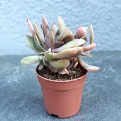 суккулент граптоверия фред айвс кретата, граптоверия фред айвс f. cristata, граптоверия фред айвс кретата D5 см, граптоверия фред айвс декоративный суккулент, суккулент фред айвс в горшке, граптоверия фред айвс необычная форма, граптоверия фред айвс кретата растение, фред айвс граптоверия оригинальный сорт, фред айвс кретата декоративное растение, граптоверия фред айвс коллекционный суккулент, граптоверия фред айвс кретата для дома, фред айвс кретата суккулент с яркими листьями, сукулент граптоверія фред айвс кретата, граптоверія фред айвс f. cristata, граптоверія фред айвс кретата D5 см, граптоверія фред айвс декоративний сукулент, сукулент фред айвс у горщику, граптоверія фред айвс незвичайна форма, граптоверія фред айвс кретата рослина, фред айвс граптоверія оригінальний сорт, фред айвс кретата декоративна рослина, граптоверія фред айвс колекційний сукулент, граптоверія фред айвс кретата для дому, фред айвс кретата сукулент із яскравим листям