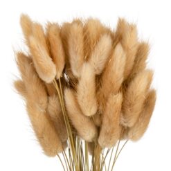 Лагурус бежевий стабілізований