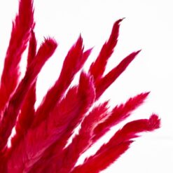 Пампасна трава Малинова