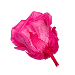 стабилизированная роза розовая, роза розовая стабилизированная 8430-018, стабилизированная роза для декора розовая, розовая стабилизированная роза в коробке, розовая роза стабилизированная в упаковке, декор из стабилизированной розы розовой, роза стабилизированная для подарка розовая, стабилизированные цветы розовые, стабилизированная роза для интерьера розовая, букеты со стабилизированными розами розовыми, стабилизированные розы для композиций розовые, купити стабілізовану троянду рожеву, стабілізовані троянди для декору рожеві, стабілізована троянда рожева 8430-018, троянда стабілізована для подарунка рожева, стабілізовані квіти рожеві, декор зі стабілізованої троянди рожевої, стабілізована троянда в упаковці рожева, букети зі стабілізованих троянд рожевих, стабілізовані троянди для композицій рожеві, стабілізована троянда для інтер'єру рожева, троянда стабілізована в коробці рожева, квітка стабілізована для декору рожева