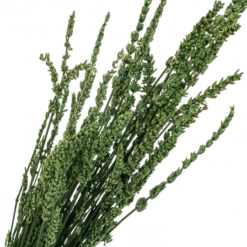 лаванда зелёная стабилизированная, стабилизированная лаванда зелёная 8213-036, зелёная лаванда для декора, сухоцвет лаванда зелёная, стабилизированная лаванда для флористики, зелёная лаванда для интерьера, декор с лавандой зелёного цвета, сухоцвет лаванда зелёного оттенка, стабилизированные цветы лаванда зелёная, зелёная лаванда для букетов, стабилизированная зелёная лаванда для композиции, зелёная стабилизированная лаванда лаванда зелена стабілізована, стабілізована лаванда зелена 8213-036, зелена лаванда для декору, сухоцвіт лаванда зелена, стабілізована лаванда для флористики, зелена лаванда для інтер'єру, декор з лавандою зеленого кольору, сухоцвіт лаванда зеленого відтінку, стабілізовані квіти лаванда зелена, зелена лаванда для букетів, стабілізована зелена лаванда для композиції, зелена стабілізована лаванда