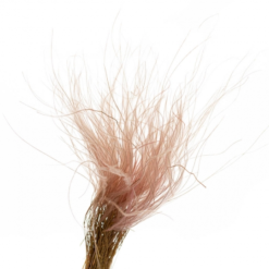 Сухоцвіт Ковила персикова