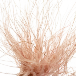 Сухоцвіт Ковила персикова