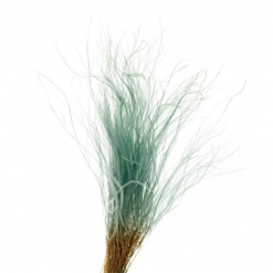 Сухоцвіт Ковила зелена