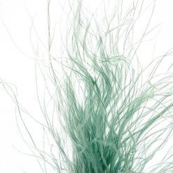 Сухоцвіт Ковила зелена