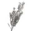 рускус серебряный стабилизированный, стабилизированный рускус серебро 8213-027, серебряный сухоцвет рускус, стабилизированный рускус для декора, серебряный рускус для интерьера, стабилизированные цветы рускус серебро, рускус серебряный для композиций, рускус серебряный сухоцвет для декора, серебряный стабилизированный рускус для флористики, декор из рускуса серебряного цвета, рускус стабилизированный для букетов, стабилизированный рускус для интерьера, рускус срібло стабілізований, стабілізований рускус срібло 8213-027, срібний сухоцвіт рускус, стабілізований рускус для декору, срібний рускус для інтер'єру, стабілізовані квіти рускус срібло, рускус срібний для композицій, рускус срібний сухоцвіт для декору, срібний стабілізований рускус для флористики, декор з рускуса срібного кольору, рускус стабілізований для букетів, стабілізований рускус для інтер'єру