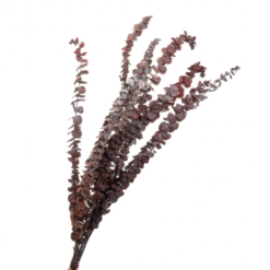 эвкалипт красный стабилизированный, стабилизированный эвкалипт красный 8213-024, красный сухоцвет эвкалипт, стабилизированный эвкалипт для декора, красный эвкалипт для интерьера, стабилизированные цветы эвкалипт красный, стабилизированный красный эвкалипт для композиций, эвкалипт красный сухоцвет для декора, красный стабилизированный эвкалипт для флористики, декор из эвкалипта красного цвета, эвкалипт красный для букетов, стабилизированный эвкалипт для интерьера, евкаліпт червоний стабілізований, стабілізований евкаліпт червоний 8213-024, червоний сухоцвіт евкаліпт, стабілізований евкаліпт для декору, червоний евкаліпт для інтер'єру, стабілізовані квіти евкаліпт червоний, стабілізований червоний евкаліпт для композицій, евкаліпт червоний сухоцвіт для декору, червоний стабілізований евкаліпт для флористики, декор з евкаліпта червоного кольору, евкаліпт червоний для букетів, стабілізований евкаліпт для інтер'єру