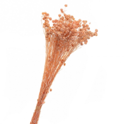 Сухоцвіт Льон Персиковий