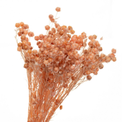 Сухоцвіт Льон Персиковий