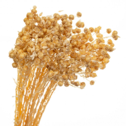 Сухоцвіт Льон Жовтий