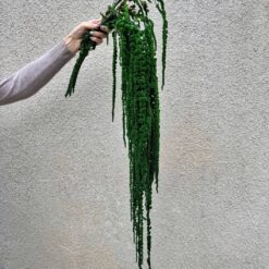 стабилизированный амарант зеленый, декоративный амарант для декора, амарант стабилизированный для композиций, зеленый амарант для букетов, стабилизированные растения для интерьера, амарант для свадебного декора, амарант зеленый стабилизация, яркий декоративный материал амарант, амарант для фотозоны, стабилизированный амарант для интерьера, амарант стабилизированный купить, зеленый амарант для украшений, стабілізований амарант зелений, декоративний амарант для декору, амарант стабілізований для композицій, зелений амарант для букетів, стабілізовані рослини для інтер'єру, амарант для весільного декору, амарант зелений стабілізація, яскравий декоративний матеріал амарант, амарант для фотозони, стабілізований амарант для інтер'єру, амарант стабілізований купити, зелений амарант для прикрас