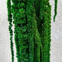 стабилизированный амарант зеленый, декоративный амарант для декора, амарант стабилизированный для композиций, зеленый амарант для букетов, стабилизированные растения для интерьера, амарант для свадебного декора, амарант зеленый стабилизация, яркий декоративный материал амарант, амарант для фотозоны, стабилизированный амарант для интерьера, амарант стабилизированный купить, зеленый амарант для украшений, стабілізований амарант зелений, декоративний амарант для декору, амарант стабілізований для композицій, зелений амарант для букетів, стабілізовані рослини для інтер'єру, амарант для весільного декору, амарант зелений стабілізація, яскравий декоративний матеріал амарант, амарант для фотозони, стабілізований амарант для інтер'єру, амарант стабілізований купити, зелений амарант для прикрас