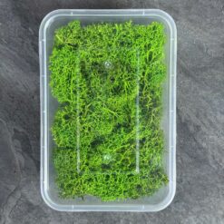 Мох ягель стабілізований Преміум