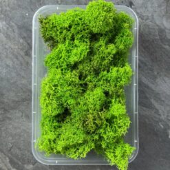 Мох ягель стабілізований Преміум