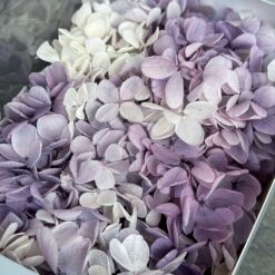 Стабілізована гортензія Premium біла