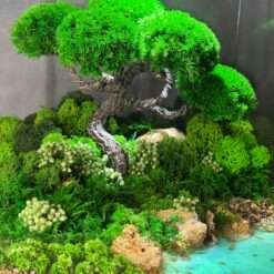Флораріум із бонсай і мохом