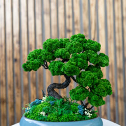 Стабілізований бонсай Шлях спокою