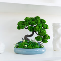 Стабілізований бонсай Шлях спокою