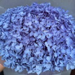 Гортензія стабілізована на стеблі