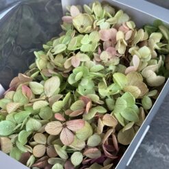 Стабілізована гортензія Premium салатова