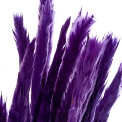 Пампасна трава Фіолетова