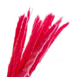 Пампасна трава Рожева