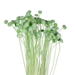 Ботао зелений стабілізований