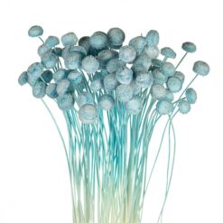 Ботао блакитний стабілізований