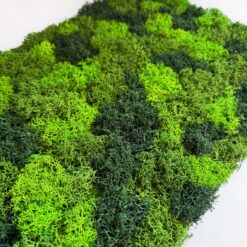 Фітомодуль зі стабілізованого моху мікс