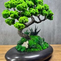 Бонсай зі стабілізованими рослинами на камені