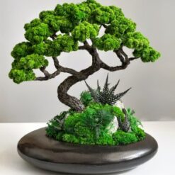 Бонсай зі стабілізованими рослинами на камені