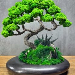 Бонсай зі стабілізованими рослинами на камені