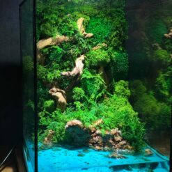 Флораріум зі стабілізованих рослин