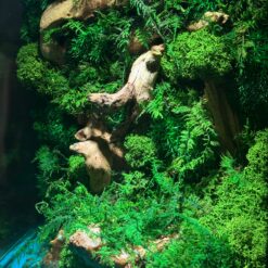 Флораріум зі стабілізованих рослин