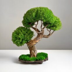 Дерево Бонсай зі стабілізованих рослин см
