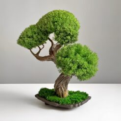 Дерево Бонсай зі стабілізованих рослин см