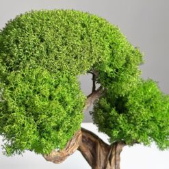 Дерево Бонсай зі стабілізованих рослин см