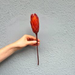 Сухоцвіт Протея червона