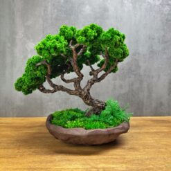 Декоративный комнатный бонсай