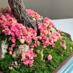 Бонсай стабілізований