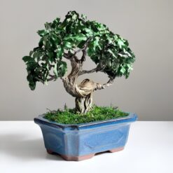 Бонсай из стабилизированных растений