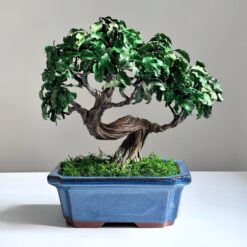 Бонсай из стабилизированных растений