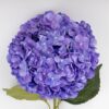 гортензія штучна