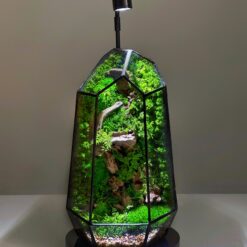 флораріум з мохом та підсвіткою