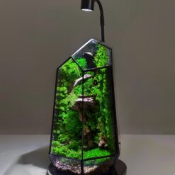 флораріум з мохом та підсвіткою