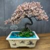 бонсай зі стабілізованих рослин сакура