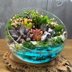 флорариум с суккулентами