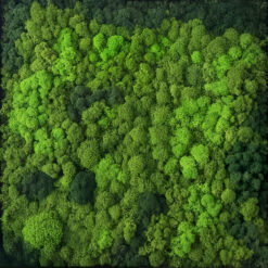 пано зі стабілізованого моху