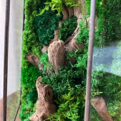 мосаріум зі стабілізованими рослинами